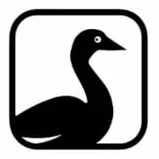 Snow Goose